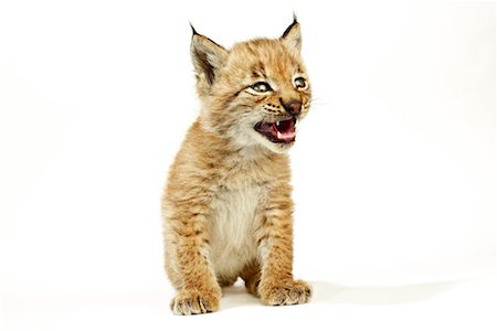 Portrait de Lynx Kitten Photographie de stock - Rights-Managed, Code: 700-00948739