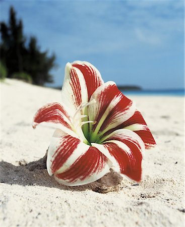 Flower on the Beach Foto de stock - Direito Controlado, Número: 700-00948730