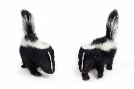 Baby Skunks Foto de stock - Direito Controlado, Número: 700-00948746