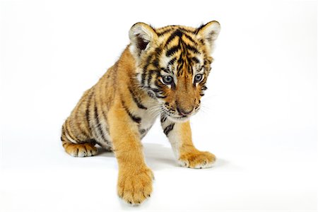 Portrait de Bengal Tiger Cub Photographie de stock - Rights-Managed, Code: 700-00948755