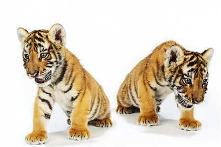 portraits of tiger cubs - Portrait of Bengal Tiger Cubs Stock Photo - Rights-Managed, Code: 700-00948756