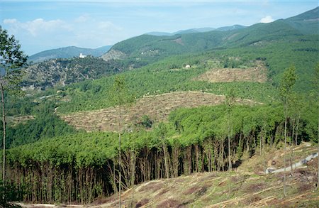 simsearch:700-00281091,k - Deforestation, Italy Foto de stock - Con derechos protegidos, Código: 700-00954926