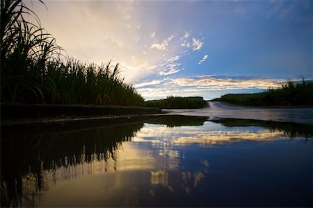 puddle road - Sugar Plantation, Mauritius Stock Photo - Rights-Managed, Code: 700-00955142