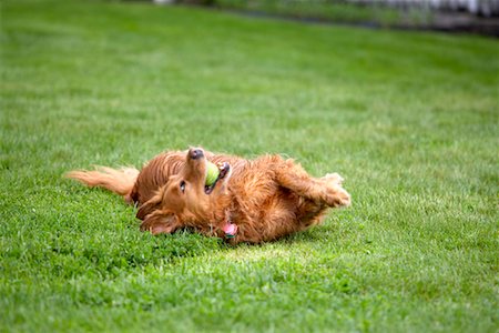 sich herumwälzen - Porträt von Hund im freien Stockbilder - Lizenzpflichtiges, Bildnummer: 700-00955208