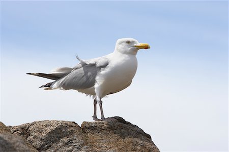 simsearch:700-01194888,k - Portrait of Seagull Stock Photo - Rights-Managed, Code: 700-00955211