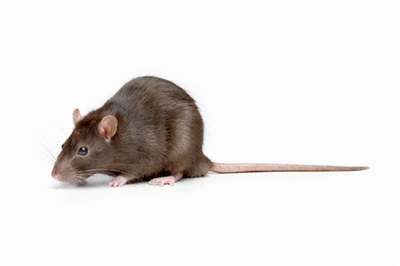 renifler (animal) - Rat Photographie de stock - Rights-Managed, Code: 700-00955649