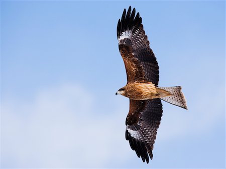 White-Tailed Eagle, Hokkaido, Japan Stock Photo - Rights-Managed, Code: 700-00953006