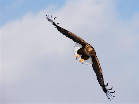 eagle wings fly - White-Tailed Eagle, Hokkaido, Japan Stock Photo - Rights-Managed, Code: 700-00953007