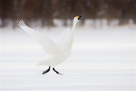 simsearch:700-00953030,k - Whooper Swan, Hokkaido, Japan Foto de stock - Con derechos protegidos, Código: 700-00953027