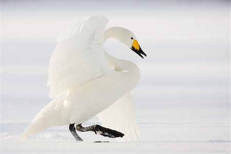 Whooper Swan, Hokkaido, Japon Photographie de stock - Rights-Managed, Code: 700-00953029