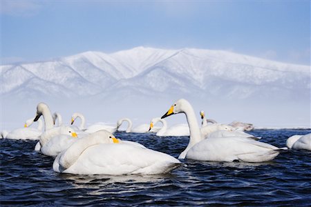 simsearch:6118-07440033,k - Whooper Swans, Kussharo Lake, Hokkaido, Japan Foto de stock - Con derechos protegidos, Código: 700-00953034