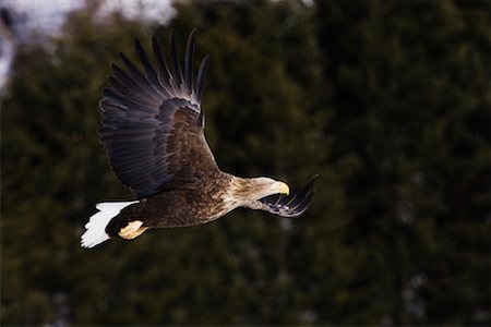 White-Tailed Eagle, Hokkaido, Japan Stock Photo - Rights-Managed, Code: 700-00953037