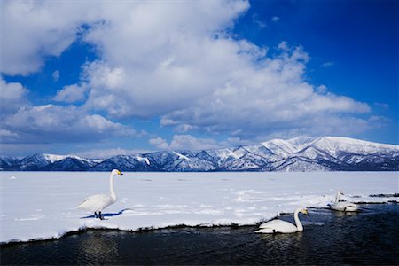 swan snow - Whooper Swans, Kussharo Lake, Hokkaido, Japan Stock Photo - Rights-Managed, Code: 700-00953032