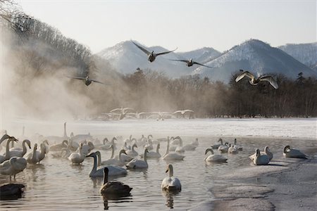 swan snow - Whooper Swans, Hokkaido, Japan Stock Photo - Rights-Managed, Code: 700-00953042