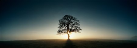 Sun Setting Behind Oak Tree Stock Photo - Rights-Managed, Code: 700-00983082
