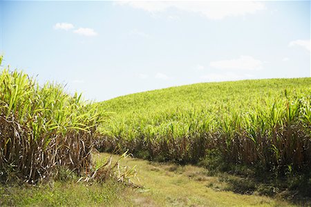 sugar cane field - Champ canne à sucre, de la République dominicaine Photographie de stock - Rights-Managed, Code: 700-00983226