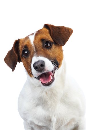 simsearch:700-01072360,k - Jack Russell Terrier Foto de stock - Con derechos protegidos, Código: 700-00983245
