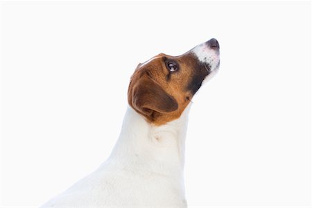 simsearch:700-02038088,k - Jack Russell Terrier Foto de stock - Con derechos protegidos, Código: 700-00983248