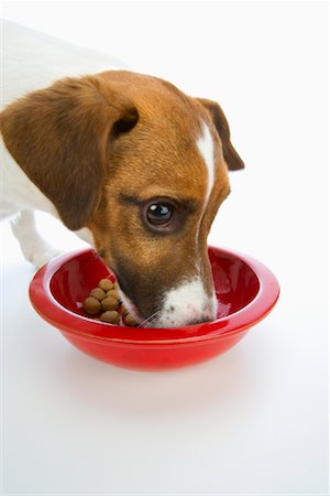 dog food eating - Jack Russell Eating Stock Photo - Rights-Managed, Code: 700-00983250