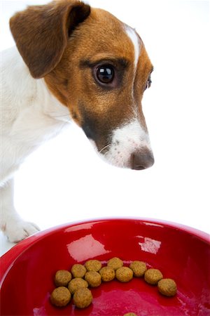 simsearch:700-01072360,k - Jack Russell with Dog Food Foto de stock - Con derechos protegidos, Código: 700-00983251