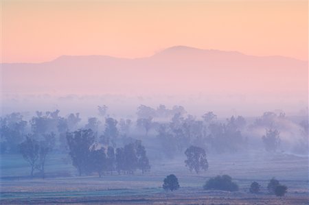 eucalipto - Eucalyptus Trees and Morning Fog, Carroll, New South Wales, Australia Foto de stock - Con derechos protegidos, Código: 700-01014767