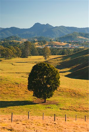 Farmland, Murwillumbah, New South Wales, Australian Stock Photo - Rights-Managed, Code: 700-01014768