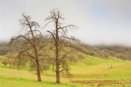 eucalipto - Bare Trees, Biggara Valley, Victoria, Australia Foto de stock - Con derechos protegidos, Código: 700-01014772