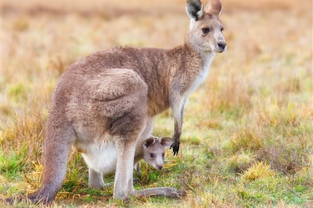 simsearch:600-02128924,k - Kangourous gris orientales, Parc National de Kosciuszko, New South Wales, Australie Photographie de stock - Rights-Managed, Code: 700-01014787