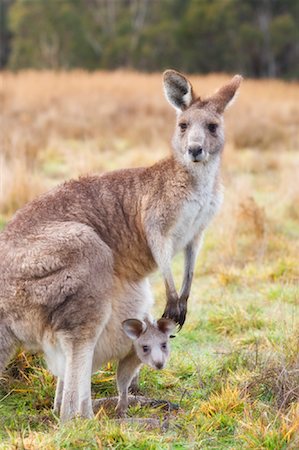 Eastern Grey Kangaroos, Kosciuszko National Park, New South Wales, Australia Foto de stock - Direito Controlado, Número: 700-01014788