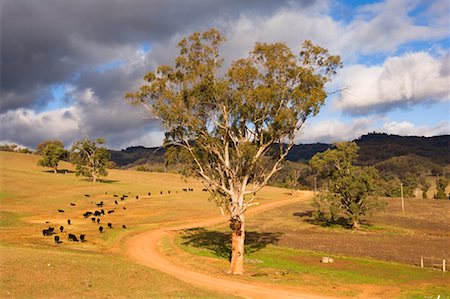 Country Road, Dungowan, New South Wales, Australia Stock Photo - Rights-Managed, Code: 700-01014802