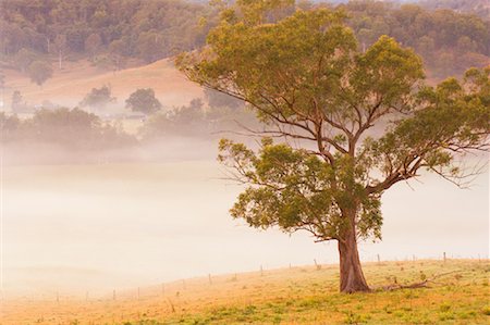 eucalyptus tree photography - Eucalyptus Tree and Fog, Mount Lion, New South Wales, Australia Stock Photo - Rights-Managed, Code: 700-01014818