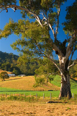 Eukalyptus Baum, Mount Löwe, New South Wales, Australien Stockbilder - Lizenzpflichtiges, Bildnummer: 700-01014820