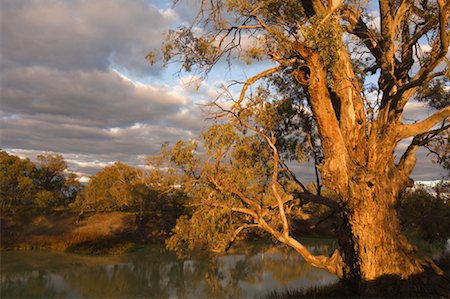 River Red Gum Tree, Darling River, Menindee, New South Wales, Australia Foto de stock - Con derechos protegidos, Código: 700-01014821