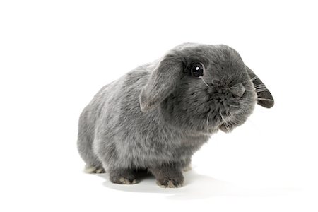 rabbit face closeup - Lop-Eared Rabbit Stock Photo - Rights-Managed, Code: 700-01014841