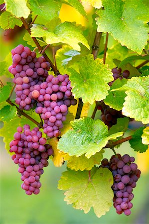 Grapes on Vine Stock Photo - Rights-Managed, Code: 700-01029726