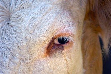 fur cow - Close Up of Bull's Eye Stock Photo - Rights-Managed, Code: 700-01029722