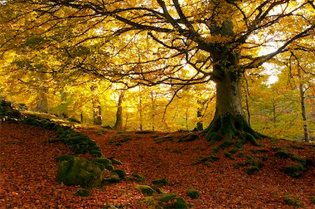 simsearch:700-00711724,k - Bäume im Herbst Stockbilder - Lizenzpflichtiges, Bildnummer: 700-01036718