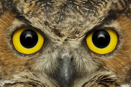 simsearch:700-06486560,k - Great Horned Owl Face Foto de stock - Con derechos protegidos, Código: 700-01030215