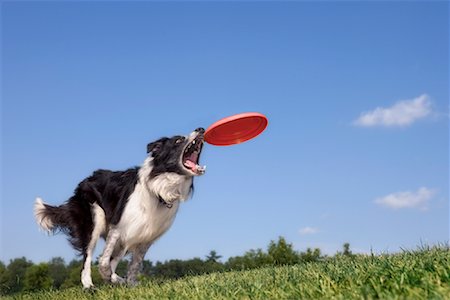 Dog Catching Frisbee Stock Photo - Rights-Managed, Code: 700-01042215