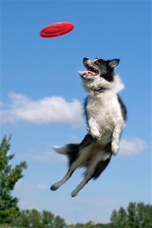 Dog Catching Frisbee Stock Photo - Rights-Managed, Code: 700-01042210