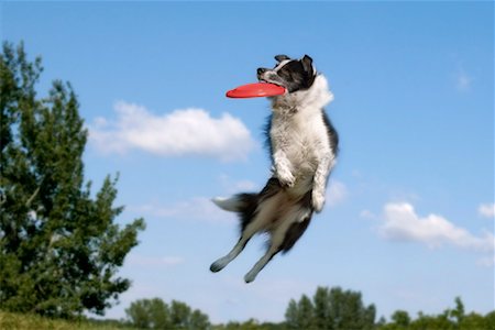 fetch - Dog Catching Frisbee Stock Photo - Rights-Managed, Code: 700-01042211