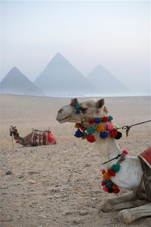 pyramid of menkaure - Camels Resting in the Desert, Giza Pyramids, Giza, Egypt Stock Photo - Rights-Managed, Code: 700-01043614