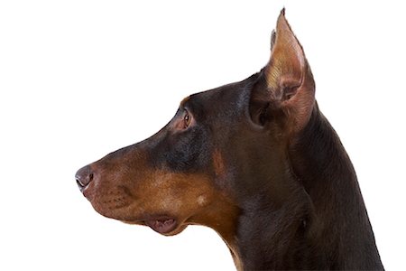 dobermann pinscher - Doberman Pinscher Photographie de stock - Rights-Managed, Code: 700-01072359