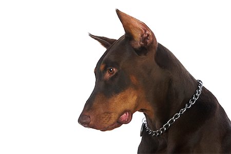 dobermann pinscher - Doberman Pinscher Photographie de stock - Rights-Managed, Code: 700-01072350