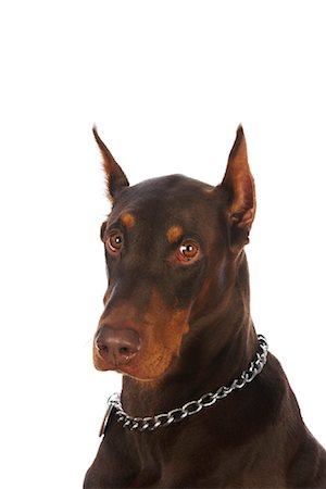 perro guardián - Doberman Pinscher Foto de stock - Con derechos protegidos, Código: 700-01072351