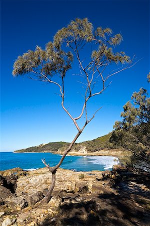 Lone Tree, Moreton Island, Queensland, Australia Foto de stock - Con derechos protegidos, Código: 700-01072511