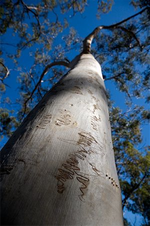 Scribbly Gum Tree, Moreton Island, Queensland, Australie Photographie de stock - Rights-Managed, Code: 700-01072520