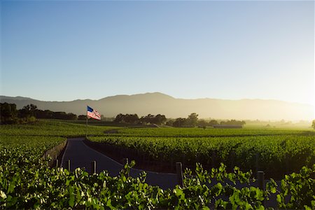 Vineyard, Napa Valley, Californie, USA Photographie de stock - Rights-Managed, Code: 700-01072640