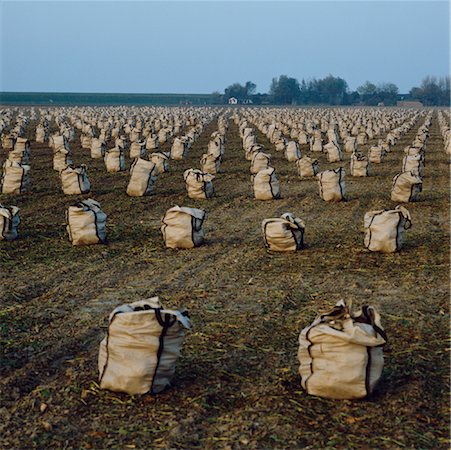 row of sacks - Sacks in field, Brouwershaven, Holland Stock Photo - Rights-Managed, Code: 700-01072706