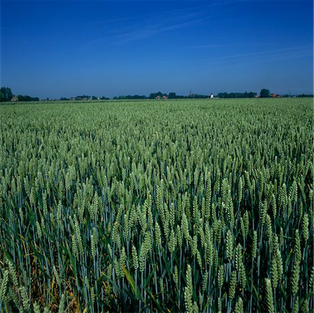 field crop sunrise nobody - Green Wheat Field with Town on Horizon Stock Photo - Rights-Managed, Code: 700-01072731